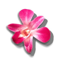orchid.jpg